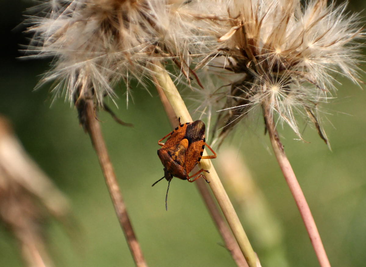 Carpocoris purpureipennis di Velate (MB)